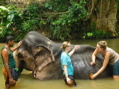 Elephant Bathing