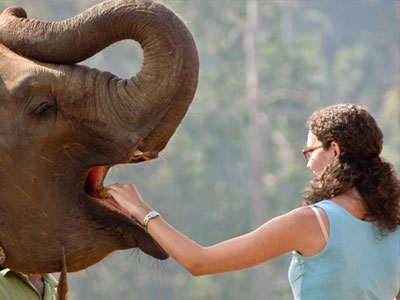 Elephant Feeding