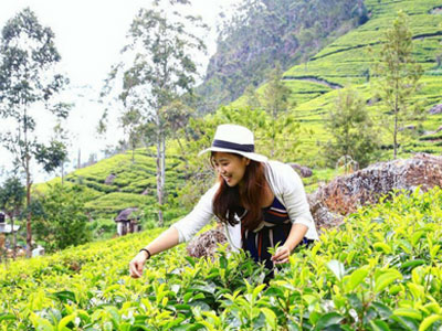 Tea field