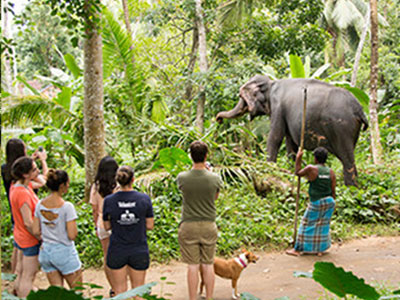 Elephant Walk