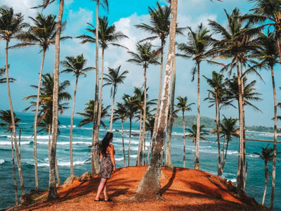 coconet Tree