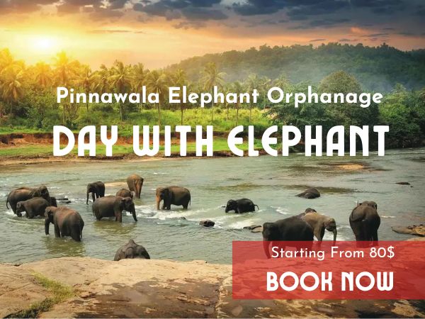 Pinnawala Day Tour