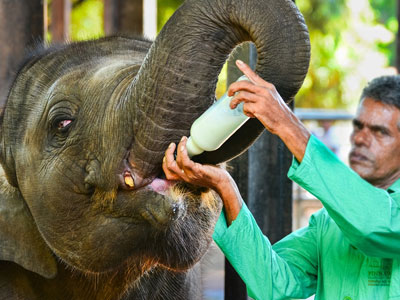 Pinnawala elephant