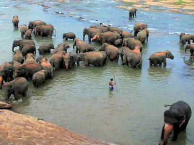 Pinnawala elephant