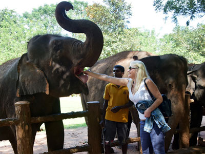 Pinnawala elephant