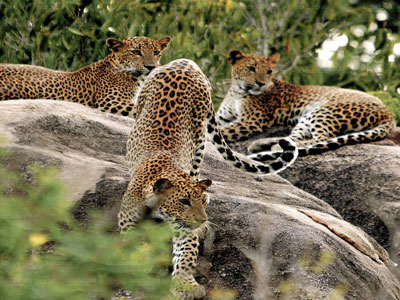 Yala National Park