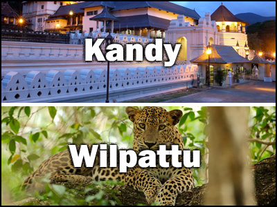 Wilpattu to kandy or kandy to Wilpattu trnasfer